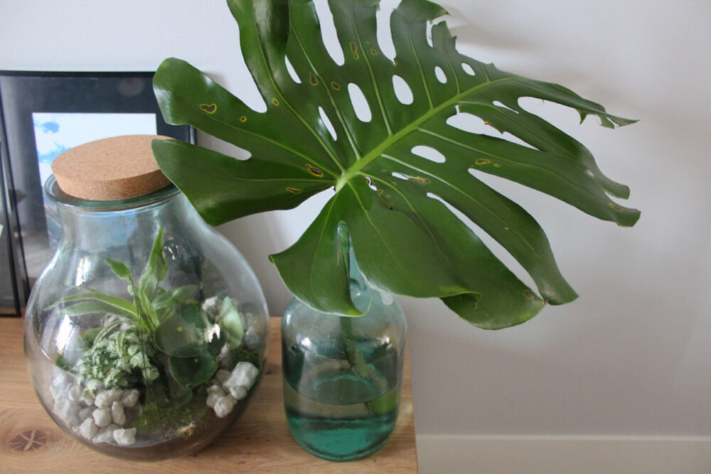 woonaccessoires plant