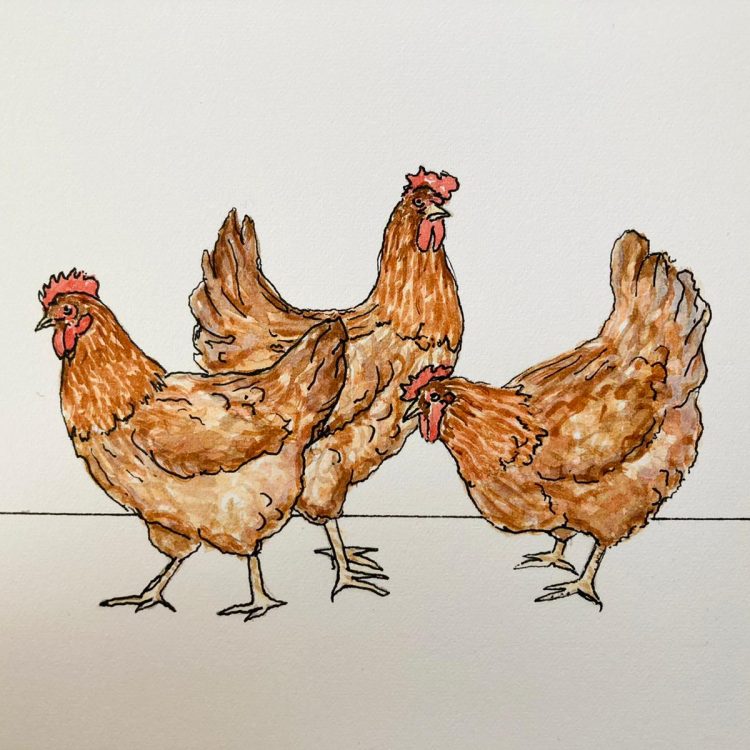 illustratie dieren huisdier ideefabriek kippen